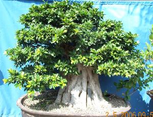Cuban-laurel